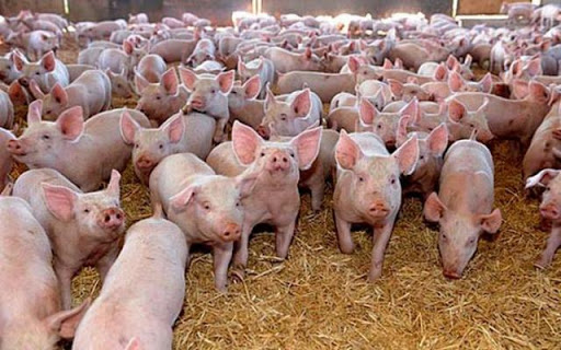 Focar de pestă în Olt: 900 de purcei vor fi omorâţi într-o fermă din Valea Mare Focar de pestă în Olt: 900 de purcei vor fi omorâţi într-o fermă din Valea Mare