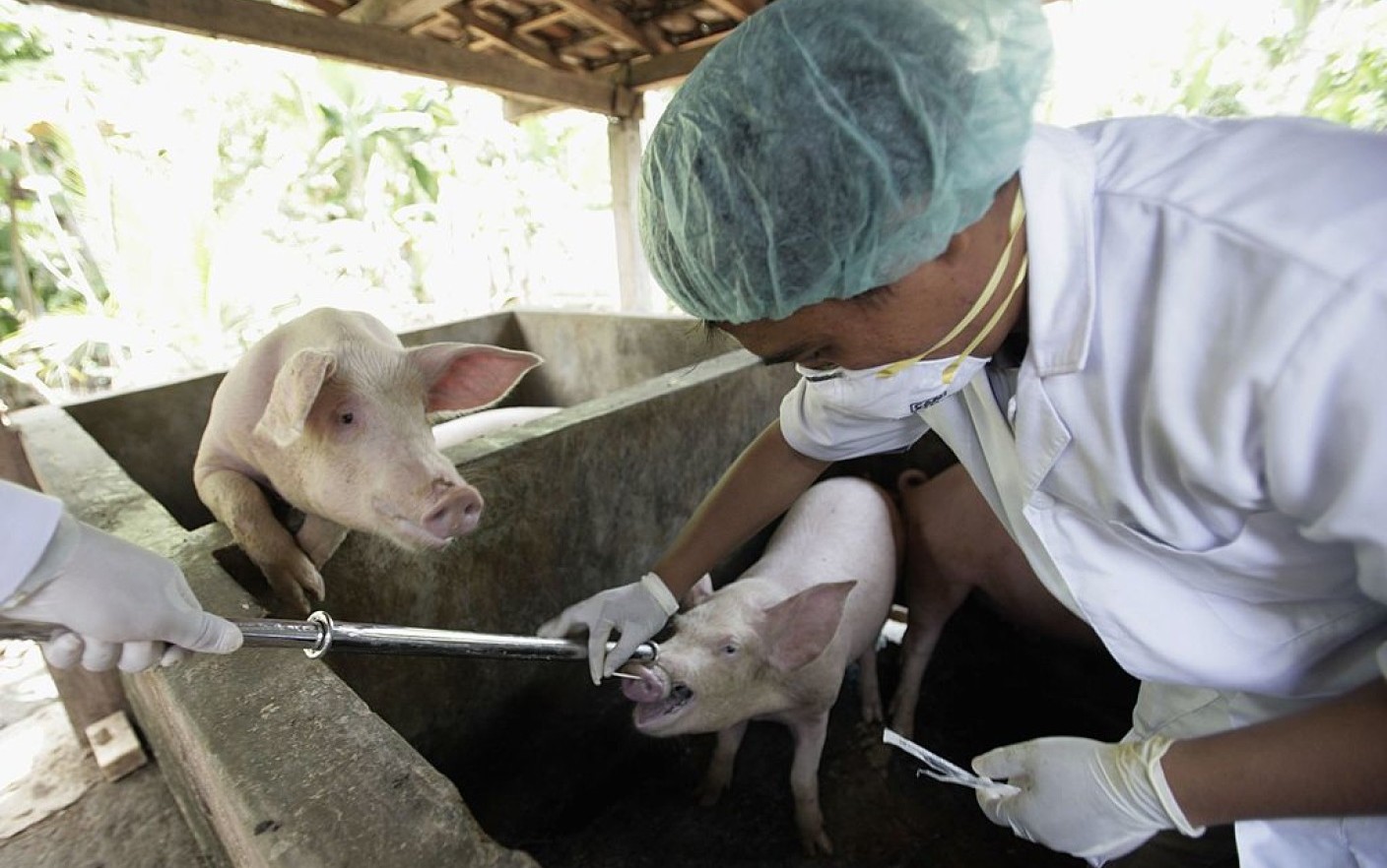 32 de focare de pestă porcină în gospodăriile oamenilor din mai multe localităţi din Olt 32 de focare de pestă porcină în gospodăriile oamenilor din mai multe localităţi din Olt