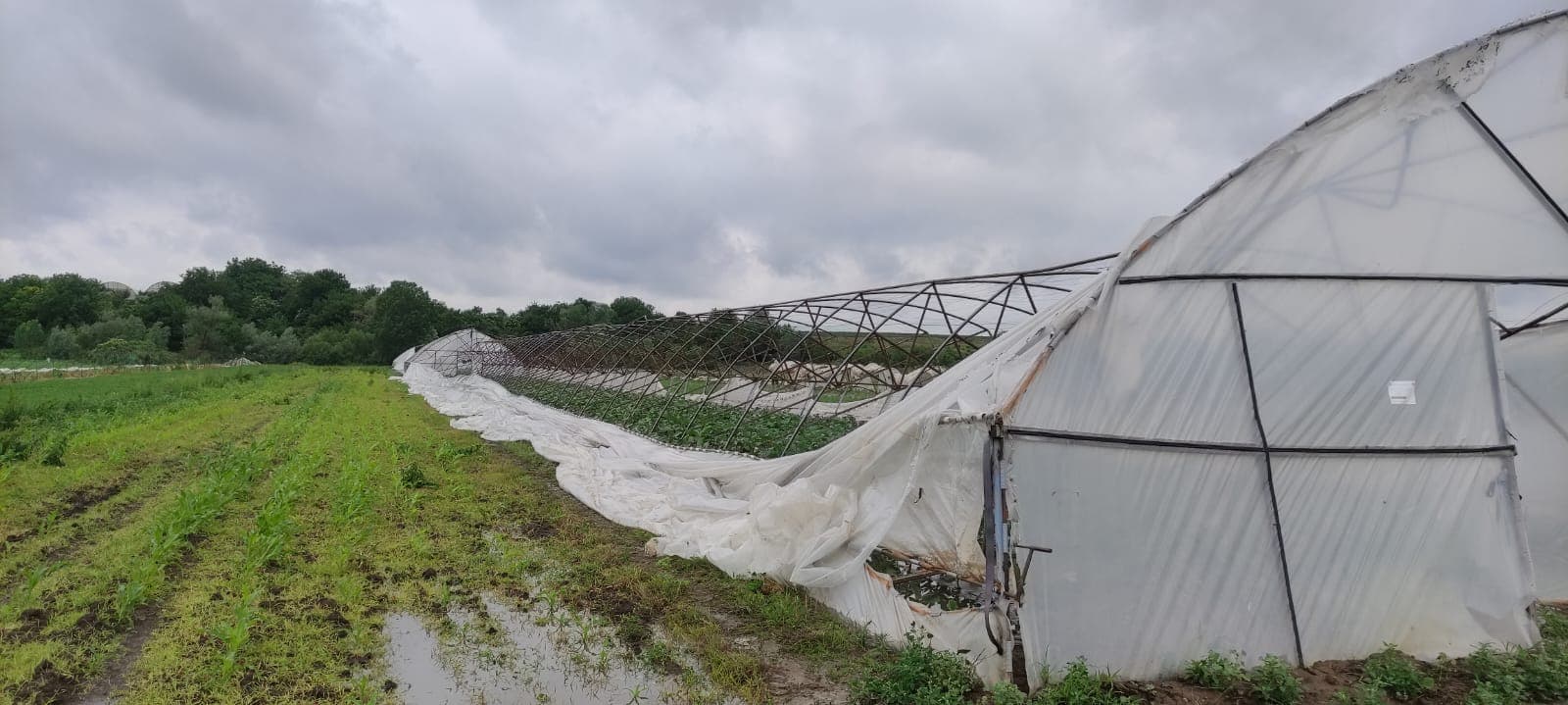VIDEO&FOTO. Vijelia a făcut prăpăd în Olt. Zeci de solarii distruse în localitatea Grădinari VIDEO&FOTO. Vijelia a făcut prăpăd în Olt. Zeci de solarii distruse în localitatea Grădinari