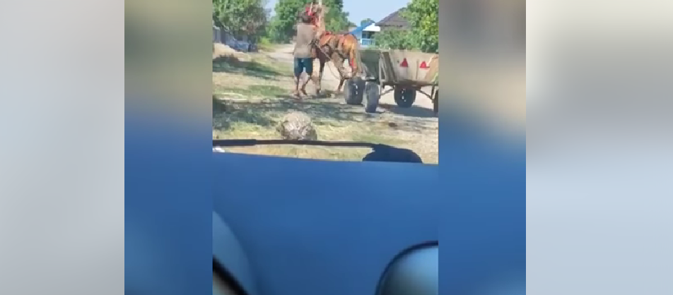 VIDEO. Un cal înhămat la căruţă, bătut cu bestialitate de un tânăr din comuna olteană Brastavăţu VIDEO. Un cal înhămat la căruţă, bătut cu bestialitate de un tânăr din comuna olteană Brastavăţu