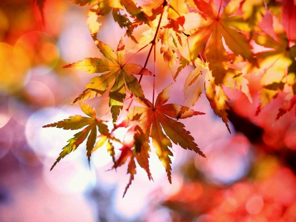 Prognoza meteo pentru următoarele două săptămâni. Temperaturile scad până la zero grade în unele zone Prognoza meteo pentru următoarele două săptămâni. Temperaturile scad până la zero grade în unele zone