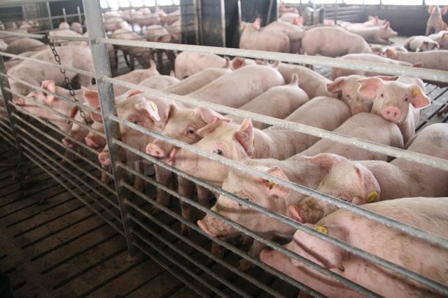 Crescătorii de porci şi păsări din Olt primesc subvenţii în valoare de peste un milion de lei