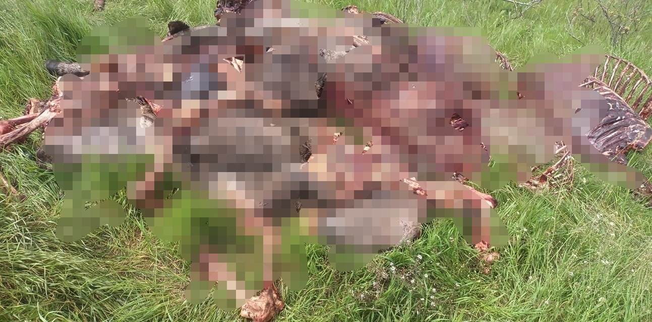 Cruzime în Olt. Cai şi măgari ucişi şi dezosaţi, iar resturile abandonate pe un câmp din Radomireşti Cruzime în Olt. Cai şi măgari ucişi şi dezosaţi, iar resturile abandonate pe un câmp din Radomireşti