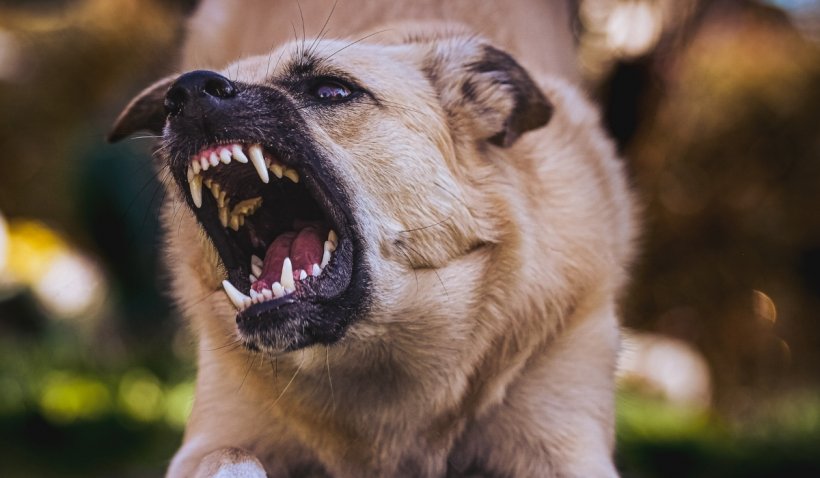 Bărbat atacat de un câine, rasa Amstaff, salvat de un echipaj de poliţie din cadrul Secţiei Bascov Bărbat atacat de un câine, rasa Amstaff, salvat de un echipaj de poliţie din cadrul Secţiei Bascov