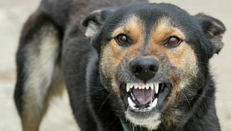 O fetiţă de 6 ani, din Piteşti, muşcată de faţă de câinele prietenilor de familie, unde se afla în vizită cu părinţii O fetiţă de 6 ani, din Piteşti, muşcată de faţă de câinele prietenilor de familie, unde se afla în vizită cu părinţii