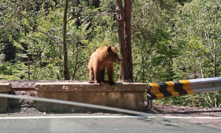 Motociclist atacat de urs, pe barajul Vidraru. Bărbatul a fost ucis şi târât într-o râpă Motociclist atacat de urs, pe barajul Vidraru. Bărbatul a fost ucis şi târât într-o râpă