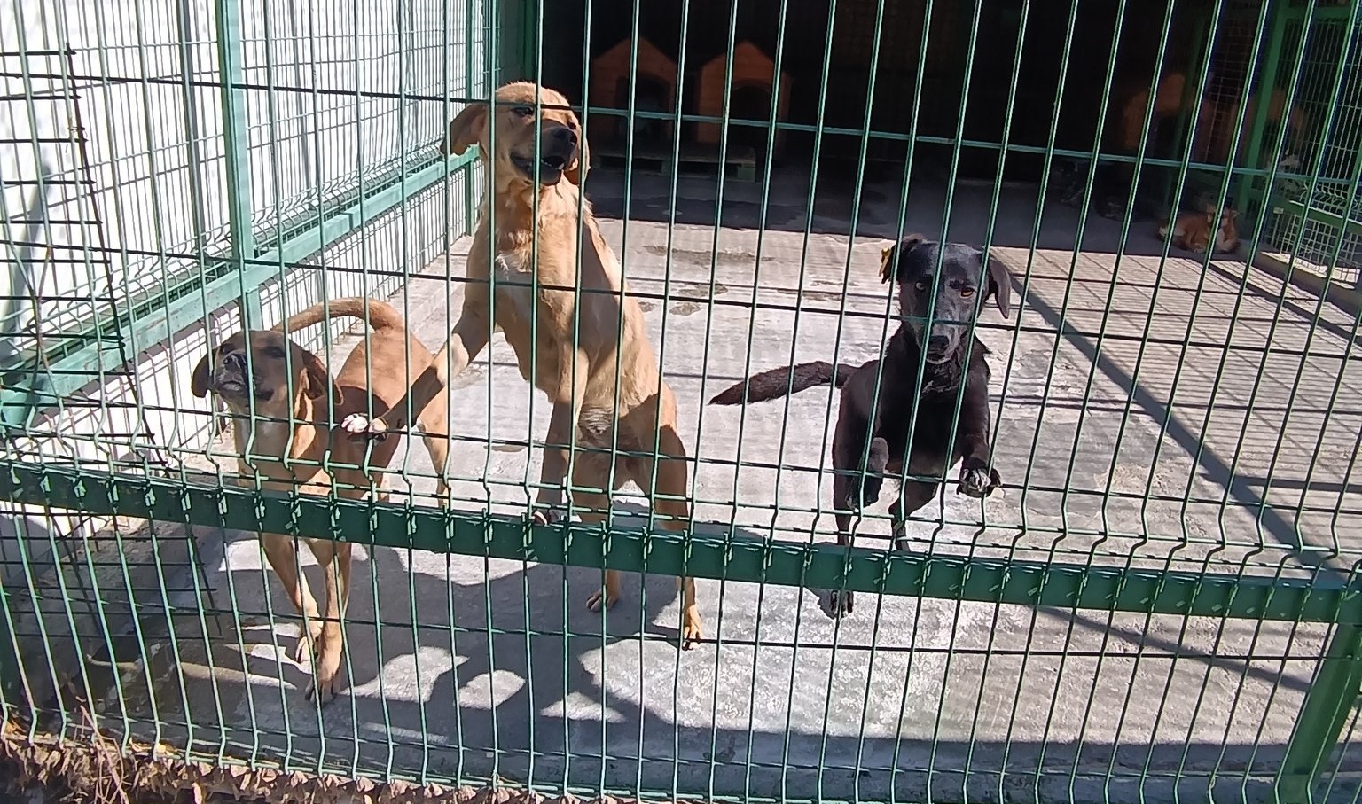 Anchetă demarată de IPJ Olt, după o sesizare privind incinerări ale animalelor la adăpostul de câini de la Sărăceşti Anchetă demarată de IPJ Olt, după o sesizare privind incinerări ale animalelor la adăpostul de câini de la Sărăceşti