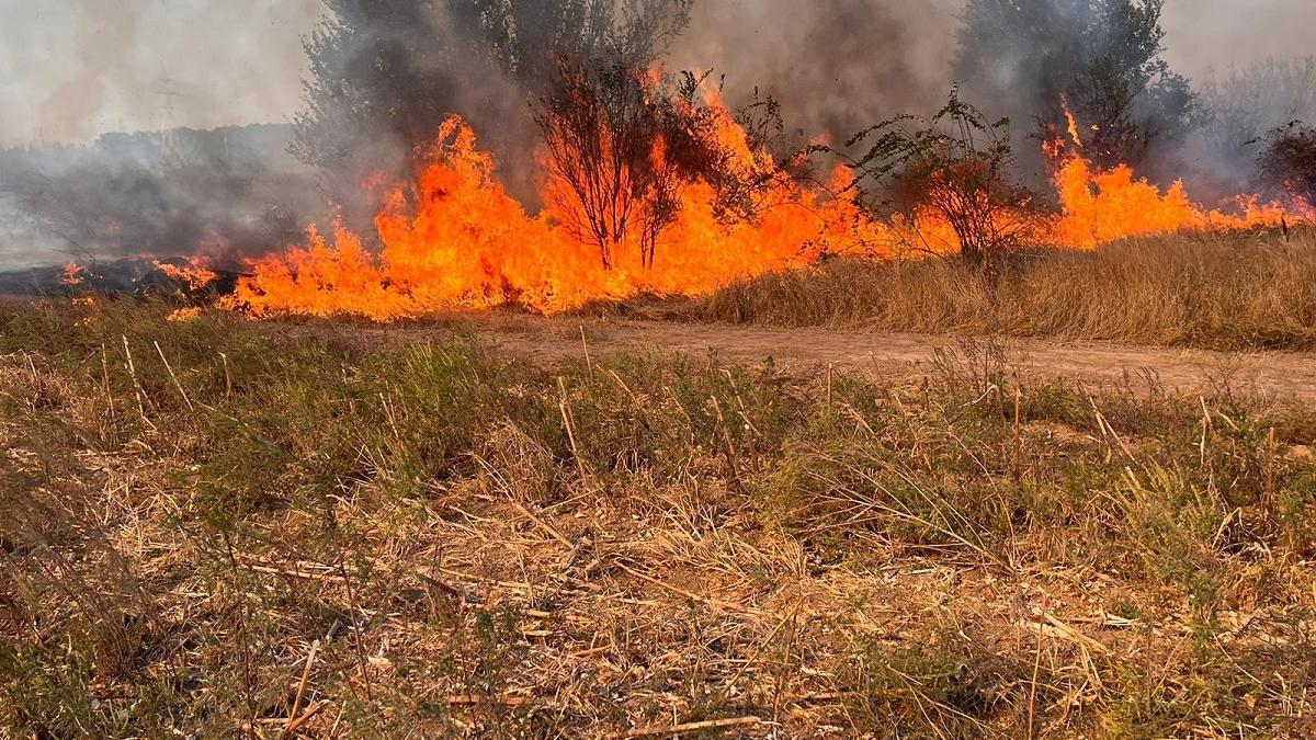 O femeie și-a pierdut viața într-un incendiu de vegetație uscată izbucnit în localitatea Robăneşti, din Dolj O femeie și-a pierdut viața într-un incendiu de vegetație uscată izbucnit în localitatea Robăneşti, din Dolj