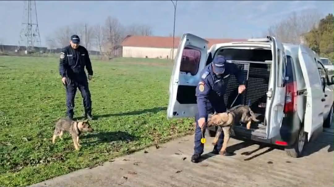 VIDEO. Iabat şi Iacata, două exemplare canine care-i vor ajuta pe jandarmii olteni în misiuni VIDEO. Iabat şi Iacata, două exemplare canine care-i vor ajuta pe jandarmii olteni în misiuni