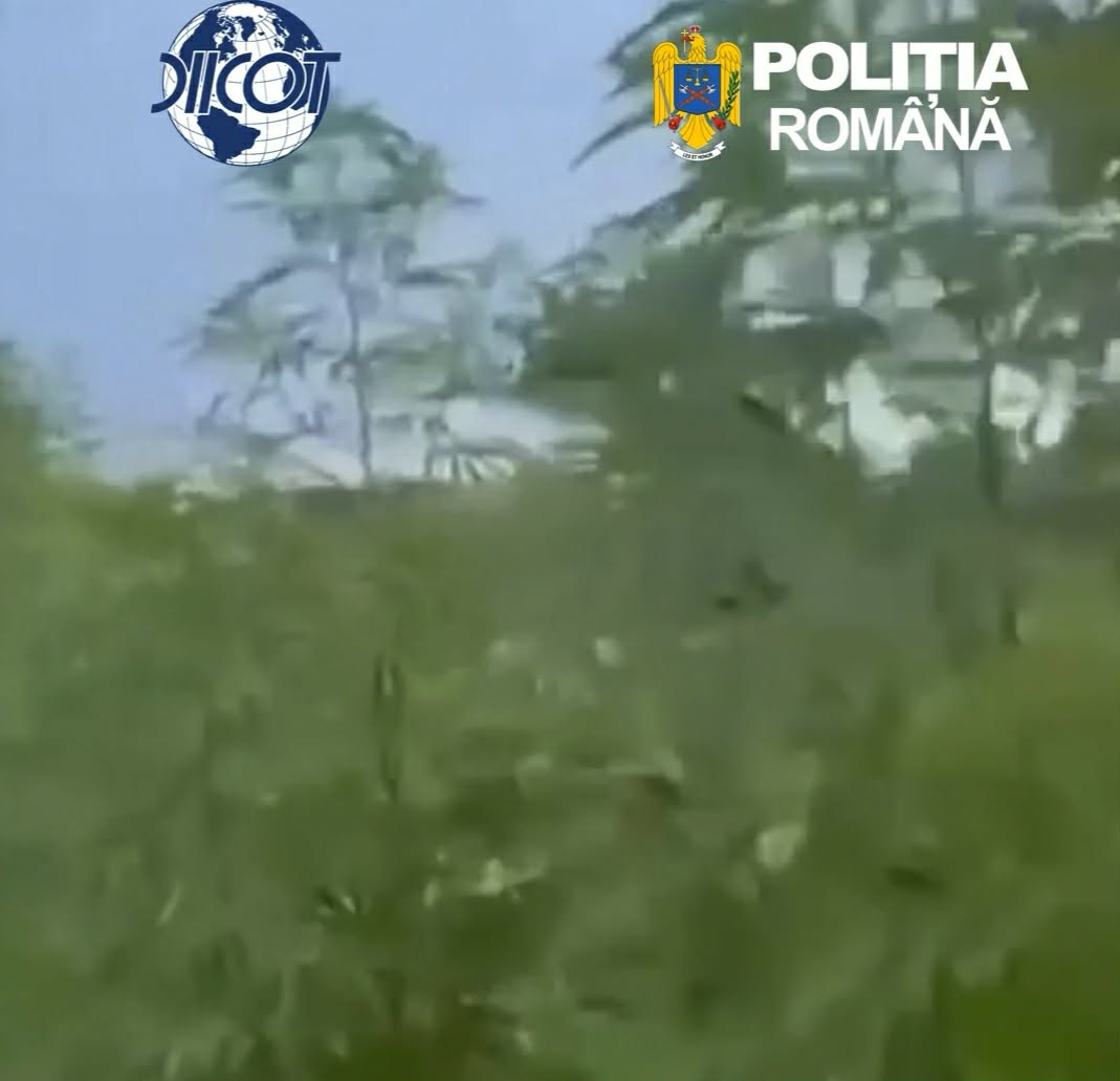 Captură impresionantă în Olt! Aproape 1.000 de plante de canabis, descoperite în grădina unui bărbat din Balș Captură impresionantă în Olt! Aproape 1.000 de plante de canabis, descoperite în grădina unui bărbat din Balș