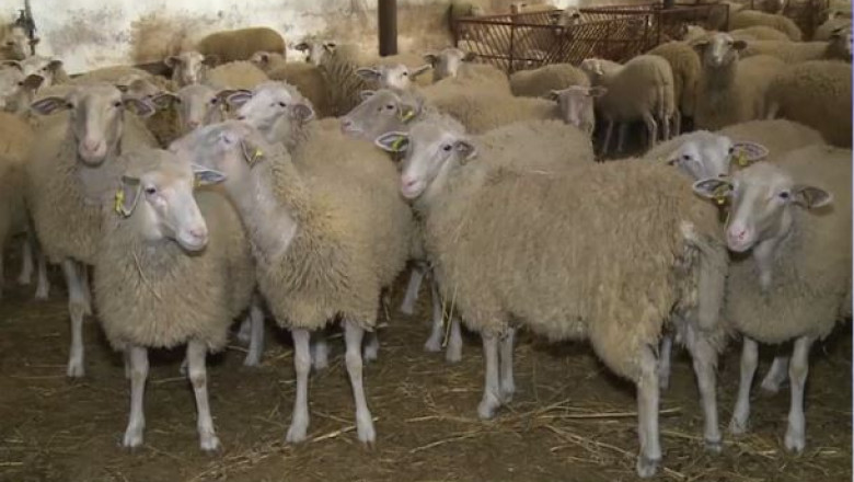 Alertă pentru crescătorii de ovine și caprine din Olt. DSVSA avertizează asupra riscului de pestă a micilor rumegătoare și variolă ovină și caprină