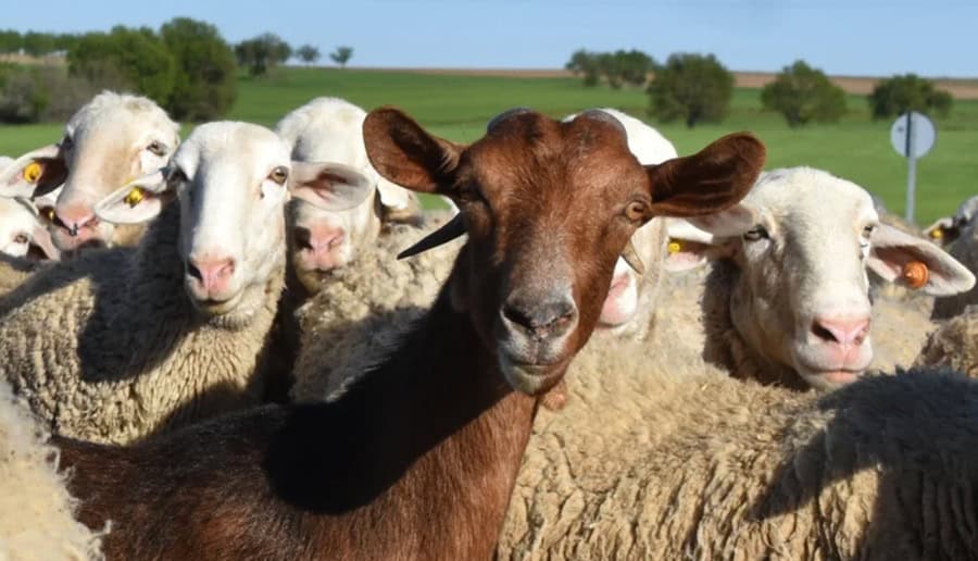 DSVSA Olt, anunț pentru crescătorii de ovine și caprine: a început vaccinarea de urgență DSVSA Olt, anunț pentru crescătorii de ovine și caprine: a început vaccinarea de urgență